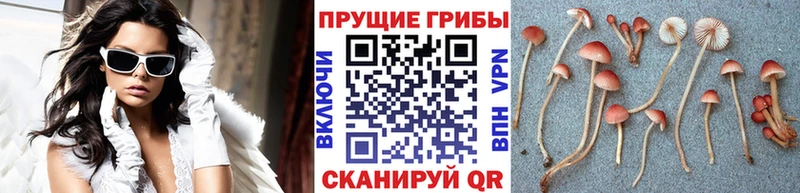 hydra сайт  цены   Рыльск  Псилоцибиновые грибы Cubensis 